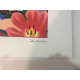 Tom Wesselmann Lithograph off set 50x70 cm certified