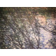 Claude Monet lithograph off set 50x70 cm