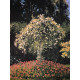 Claude Monet lithograph off set 50x70 cm